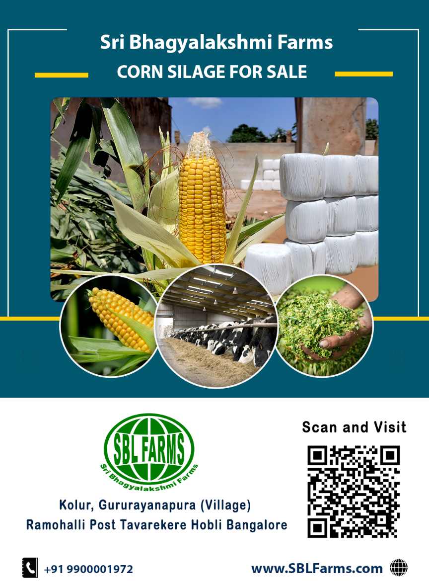 Corn Silage Suppliers in Bangalore | Corn Silage for Sale  |  Corn Silage, Baby Corn Silage manufacturers, suppliers & exporters in Bangalore | corn silage for sale in bangalore |  Sri Bhagyalakshmi Farms Corn Silage Bangalore| Silage Balers | Animal Feed Manufacturers | Production of Silage |Cattle feed manufacturers & suppliers - SBL Farms is solving the biggest fodder crisis in India, by supplying Silage bales, Bailing machines to dairy farmers, Cooperatives, Animal Husbandry | Best Cattle Feed Manufacturers & Silage Suppliers in India | Indias Best Baled Silage Producers